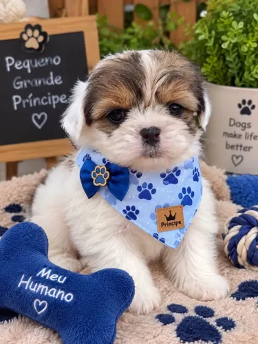 Lindissimo Lhasa apso machinho