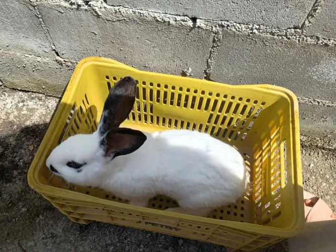 Vendo coelhos