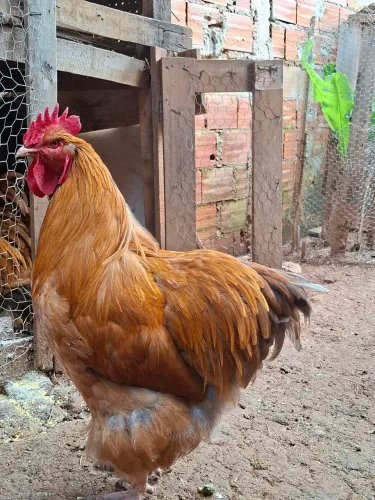 Galo Orpignton dourado