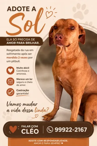 Adoção responsável. Fêmea