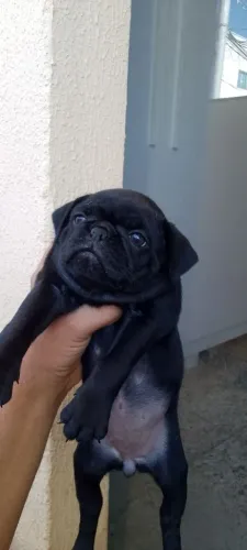 PUG PRETO FÊMEA 