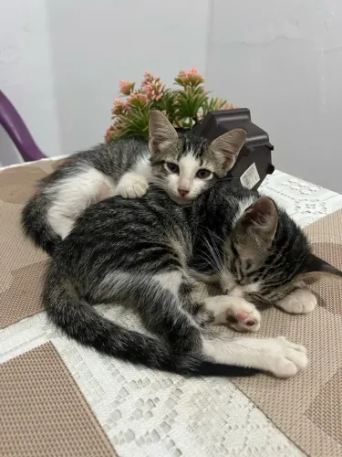Gatinho
