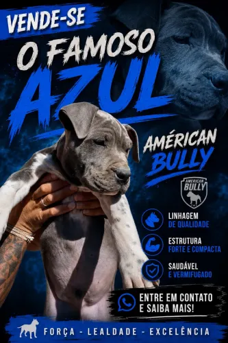 O famoso Azul , Américan Bully