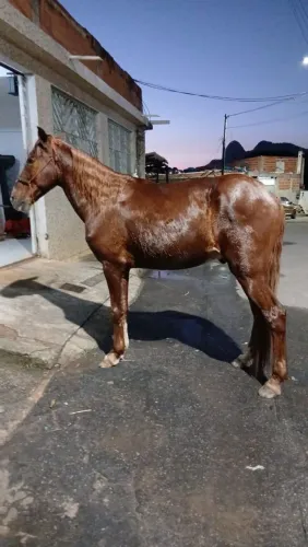 Cavalo 