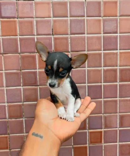 Pinscher -De bolso miniatura -Parcele em até 12x no cartão de crédito 