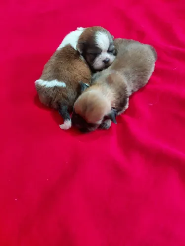 Disponíveis Shih Tzu machos para reserva