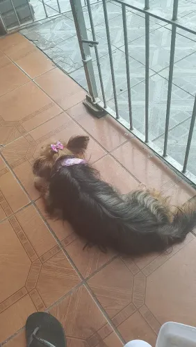 Yorque menina