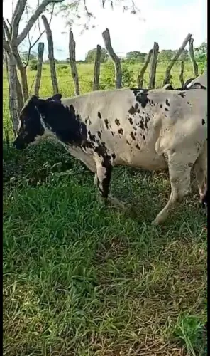 Garrotas Amojadas Leiteira