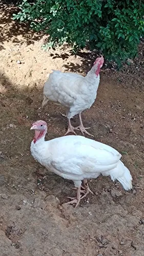 Casal de perú holandês branco 