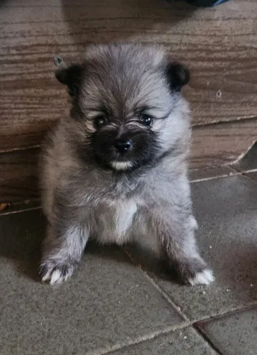 Spitz alemão
