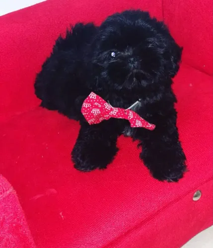 Filhote disponivel (shih tzu)