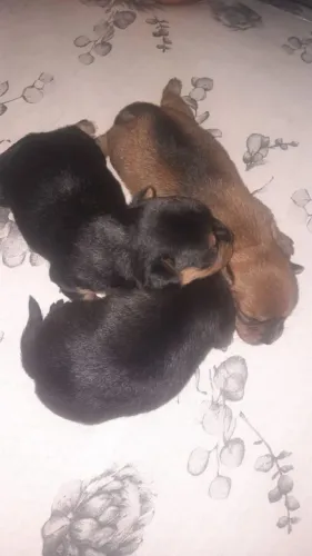 Vende filhote de Pincher
