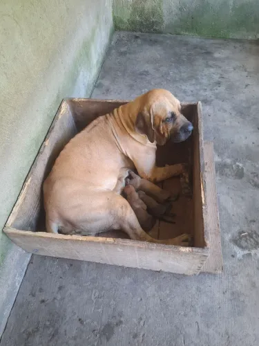 Lindos Filhotes de Fila com Pastor Belga Malinois!