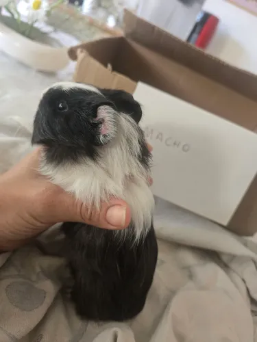 Porquinho da Índia