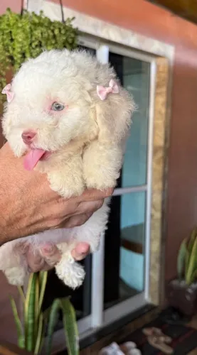 Poodle toy e miniatura em até 18x