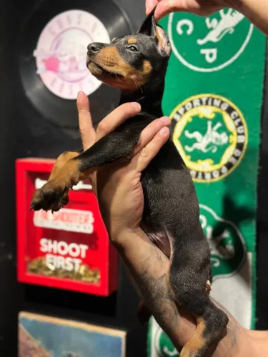 ? FILHOTES DE DOBERMAN À VENDA ?