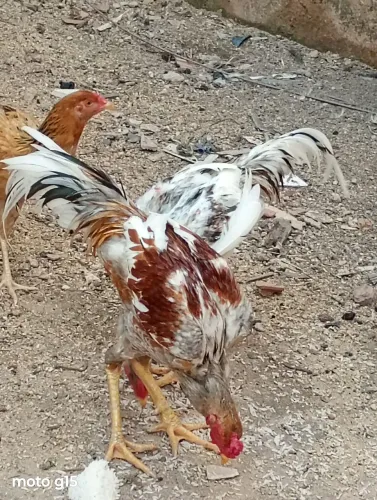 Galo
