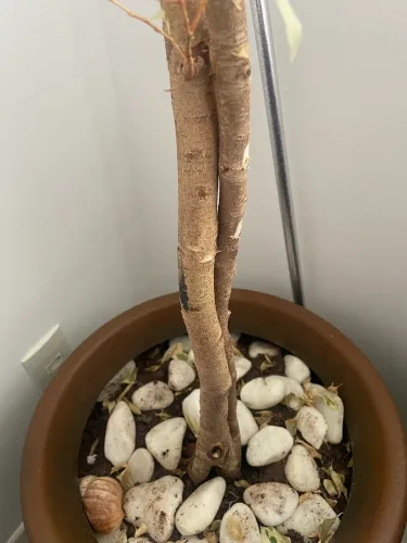 Planta Ficus benjamina variegata 