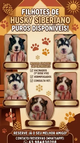 Filhotes disponíveis 