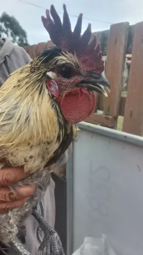 Lindo Galo Reprodutor Chefão do Olho Preto