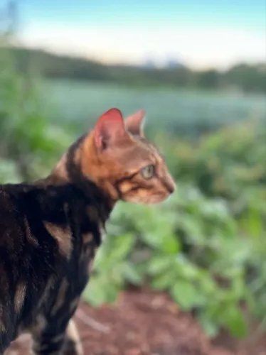 Gato Bengal 