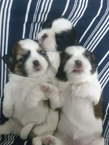 Shih Tzu micro