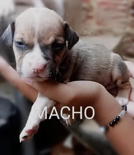 FILHOTES MACHO E FEMEA DE PITBULL