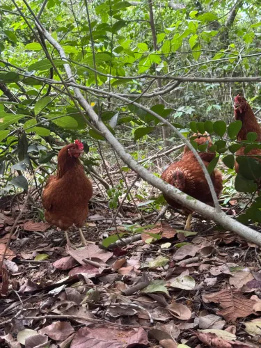 Galinhas POEDEIRAS de raça!