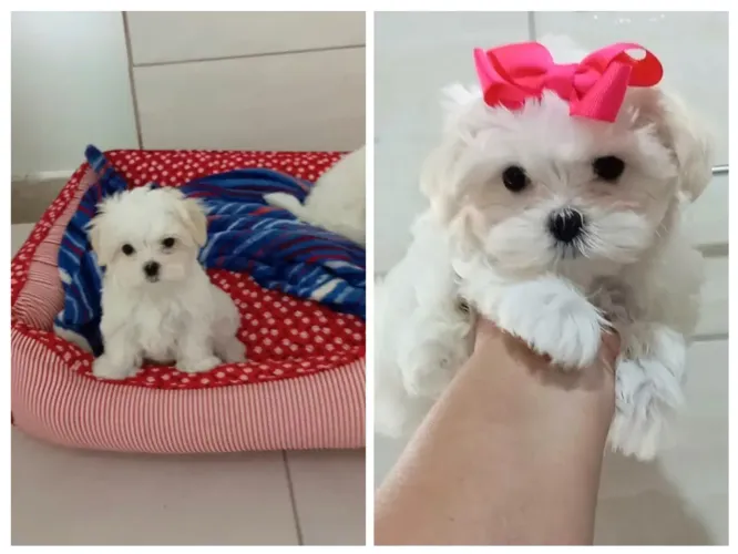 Maltês fêmea