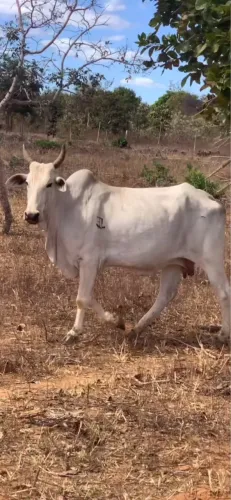 Vendo vaca Nelore puro