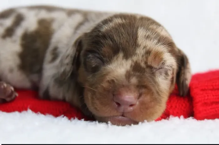 Dachshunds filhotes