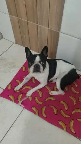Bulldog Frances para Venda