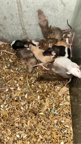 Ratinho topolino