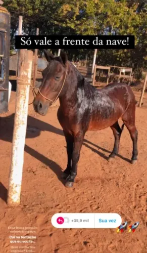Cavalo