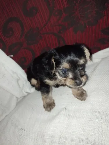 Vendo filhote fêmea yorkshire terrier