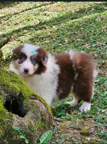 Fêmea de Border Collie disponível para venda.