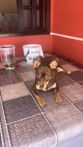 Pinscher fêmea