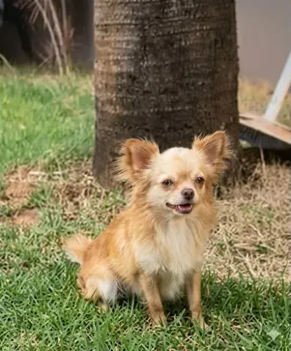 Chiuhuahua macho
