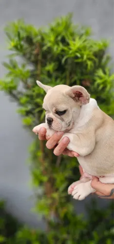 Lindos buldogue francês 