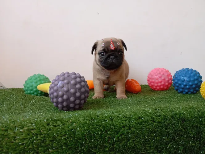 Filhote de Pug fêminha