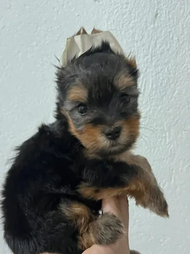 Cachorro 