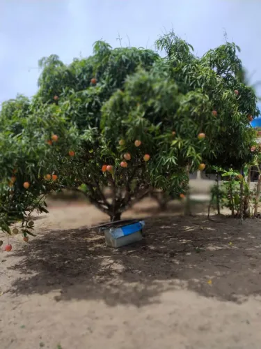 Terreno em Paudalho