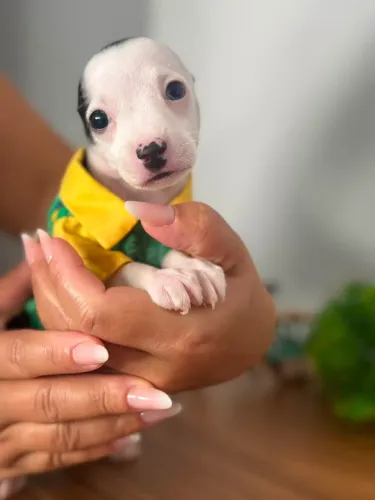 Pinscher filhotes nanico 