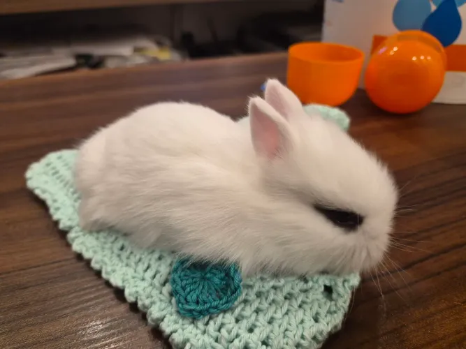 Vendo filhote coelho Netherland Dwarf (anão)