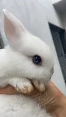 Nederland Dwarf filhote