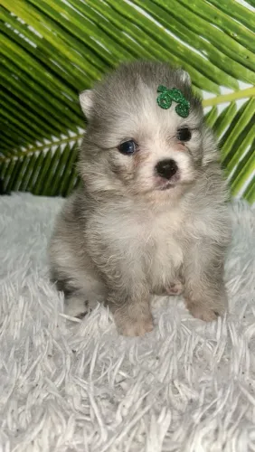 Macho Spitz alemão Blue Merle com heterocromia
