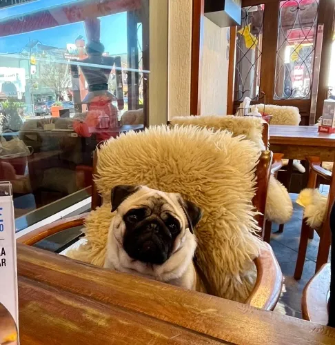 Lindo pug macho para cobertura 
