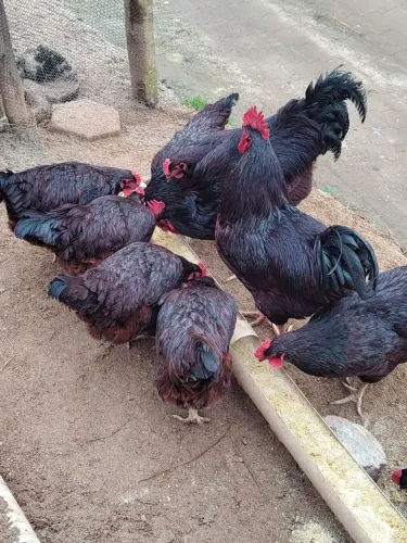 Ovos galados - Rhode Island Red