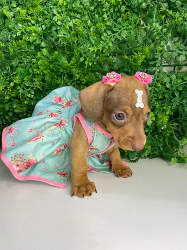 Dachshund ! Semana dos pais emocione quem é especial