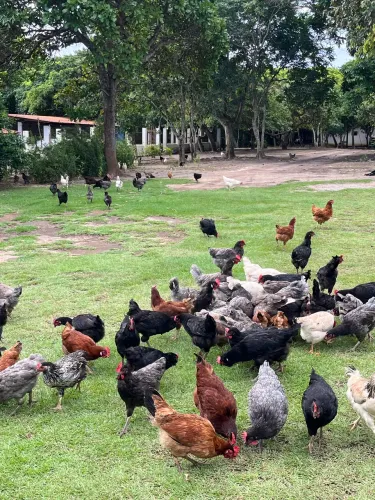 Ovos Fertilizados e Pintinhos de 1 Dia | Alta Genética